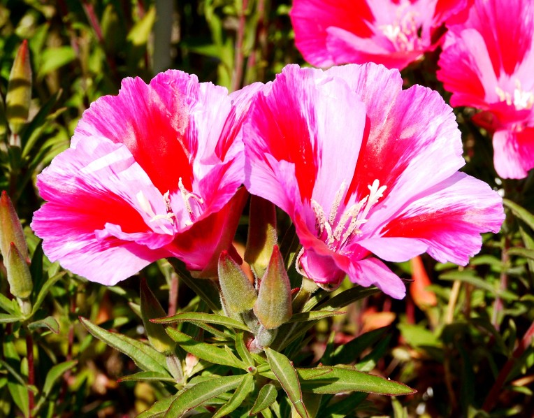 　　９年前の５月の花です　　２０２５-０５-１９　００：００_b0093754_22554746.jpg