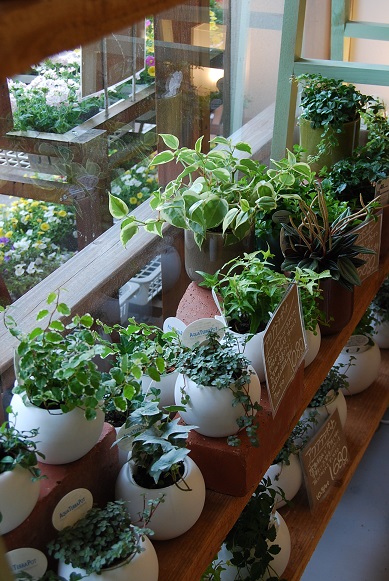 テーブルに 出窓における観葉植物 花と暮らす店 木花 Mocca