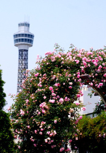 港の見える丘公園からアメリカ山へ。。。。_e0256058_16135464.jpg