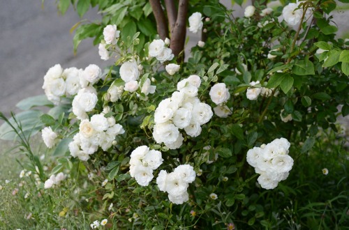 c0186463_031011.jpg