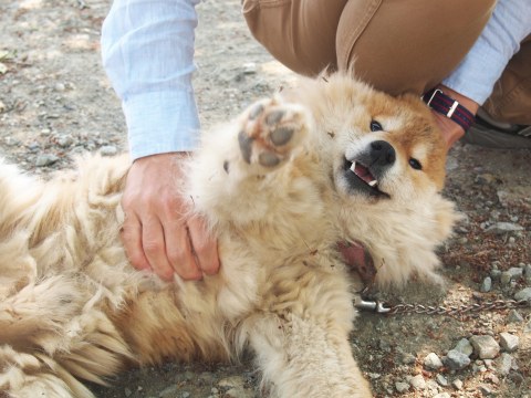 4/29～5/1、山梨に帰省 ～ 犬猫編_e0045768_21501616.jpg