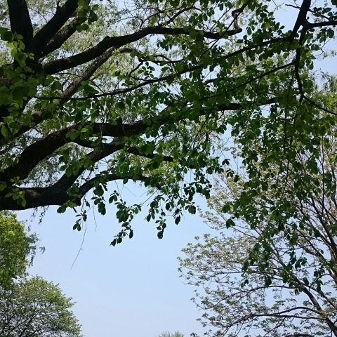 c0311170_11074535.jpg