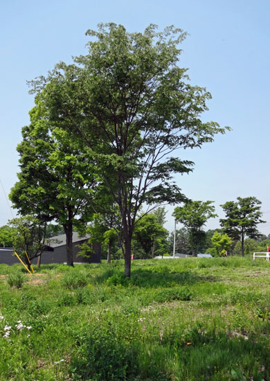 d0078471_1258192.jpg