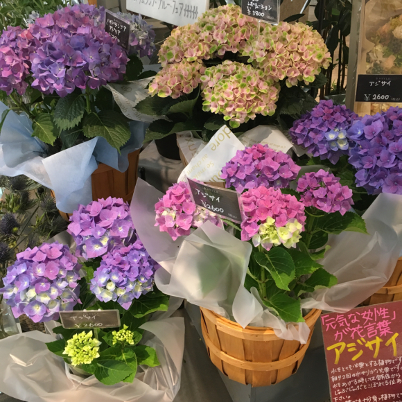 紫陽花入荷しました_a0287777_12473789.jpg