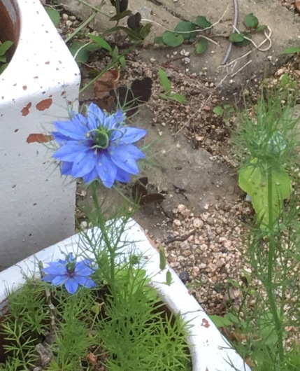 b0336787_23371521.jpeg