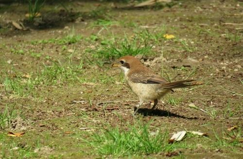 2016年5月20日撮影(ﾓｽﾞ幼鳥)_e0357387_06473984.jpg