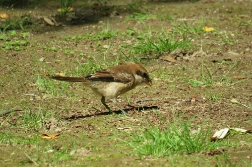 2016年5月20日撮影(ﾓｽﾞ幼鳥)_e0357387_06475193.jpg