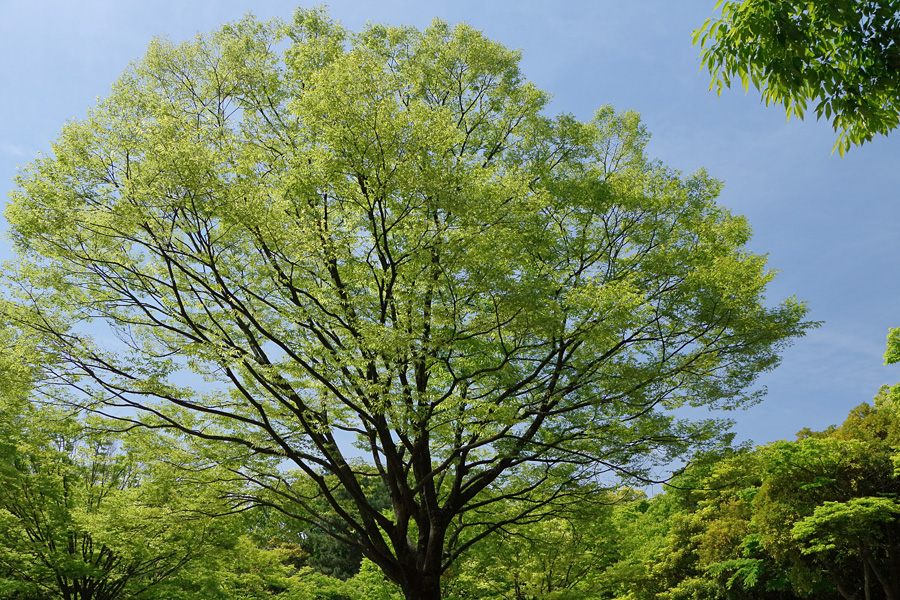 16.05.08：杜若を見たくて八橋無量寿寺から上野台公園へ５－完   _c0007190_1939275.jpg