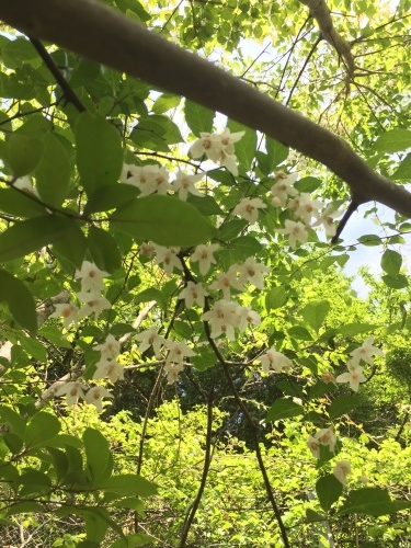 白い花の下で。_d0087595_09400451.jpeg