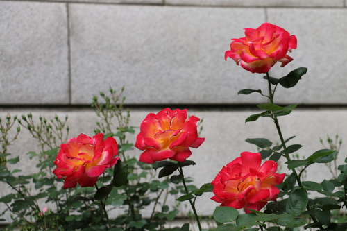 国立科学博物館の中庭に咲く、５月のバラ・・・４_c0075701_1045549.jpg