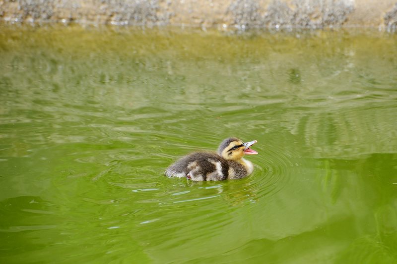 要法寺のカモ一家　其の三_f0032011_1983975.jpg