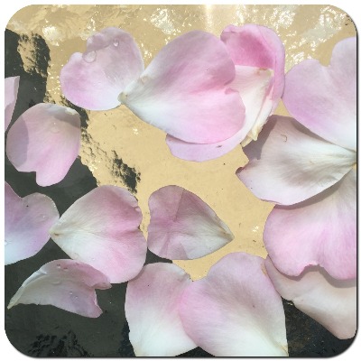 家族と薔薇時間_d0085018_20154773.jpg