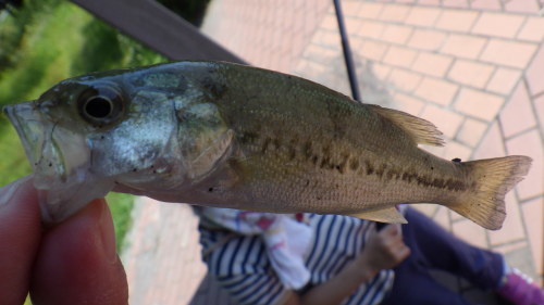 バス釣り ミミズを餌に こっけの備忘録