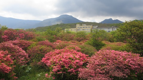 2016.05.14　八幡のつつじ_e0202031_2283497.jpg