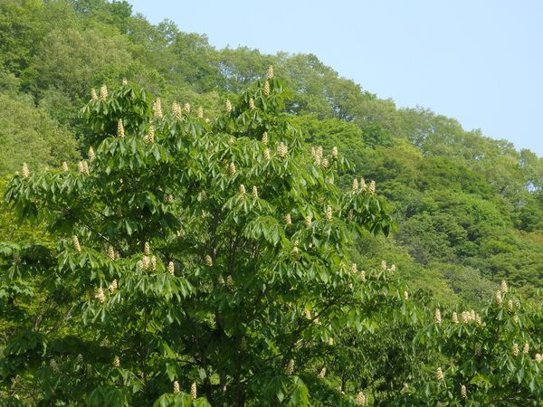 大川渓流ロードを遡る~刻一刻と風景は変わるんです(5月)~_b0206037_08562219.jpg