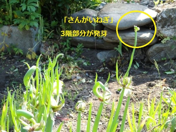 私のまめつぶ自給農園2016 Vol.5シガワリとさんがいねぎ_b0206037_11311594.jpg