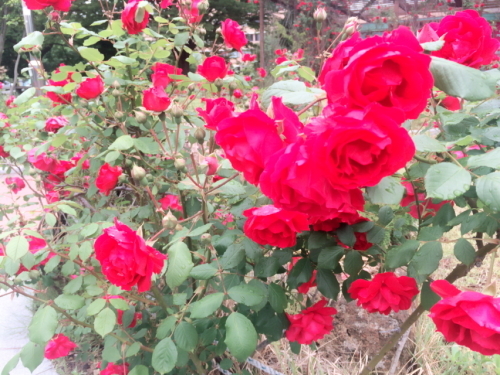 d0160145_22520368.jpeg