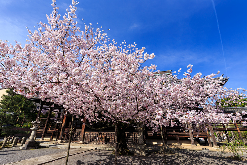 京の桜2016・本法寺桜景色_f0155048_21414892.jpg