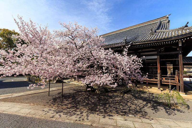 京の桜2016・本法寺桜景色_f0155048_21455276.jpg