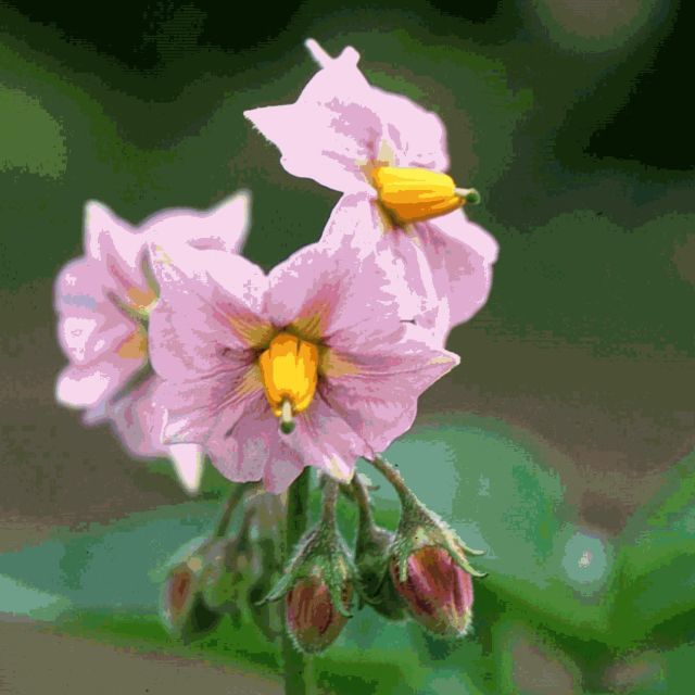 ジャガイモの花は売っていない_b0355451_20251738.jpg