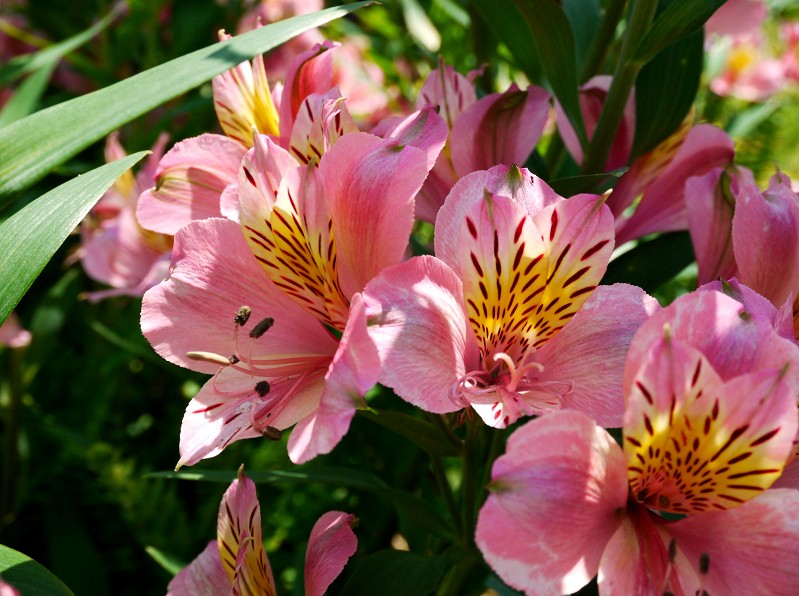 　　９年前の５月の花です　　２０２５-０５-１９　００：００_b0093754_20331361.jpg