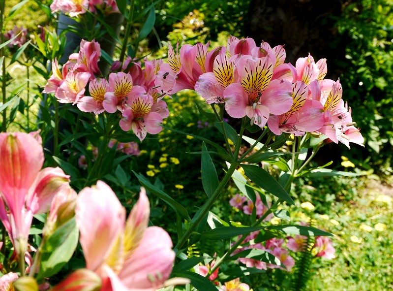 　　９年前の５月の花です　　２０２５-０５-１９　００：００_b0093754_2033271.jpg