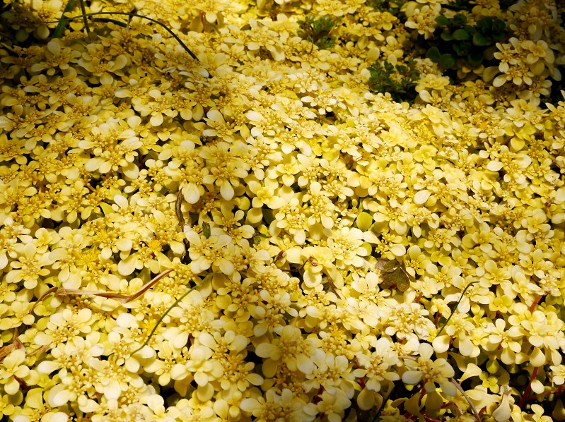 　　五月の花　（２）終_b0093754_20333223.jpg