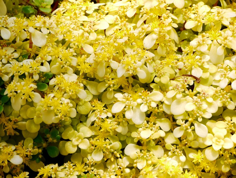 　　９年前の５月の花です　　２０２５-０５-１９　００：００_b0093754_20334345.jpg