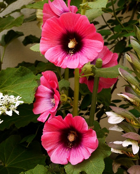 　　９年前の５月の花です　　２０２５-０５-１９　００：００_b0093754_20343452.jpg