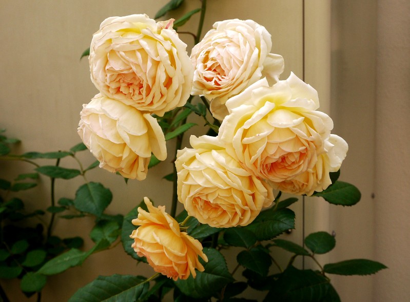 　　五月の花　（２）終_b0093754_20352190.jpg