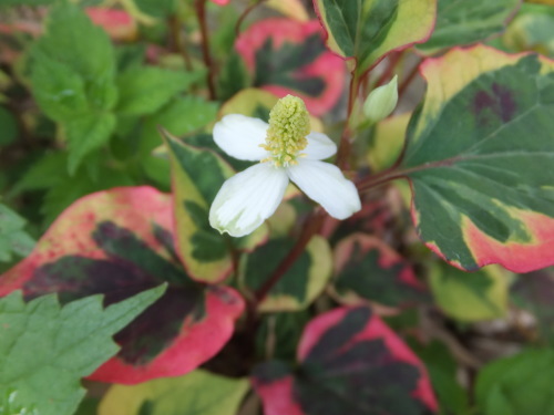 花は可憐_d0336460_20412850.jpg