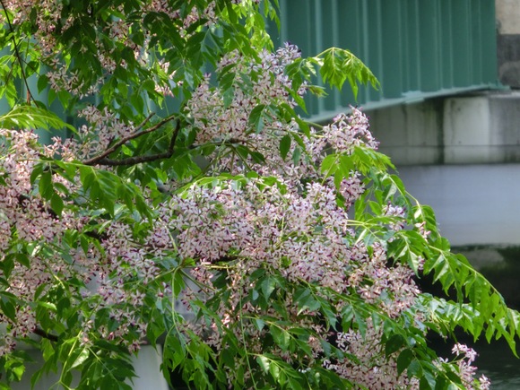 咲いています!!! 花樗!!!_d0105063_16365199.jpg