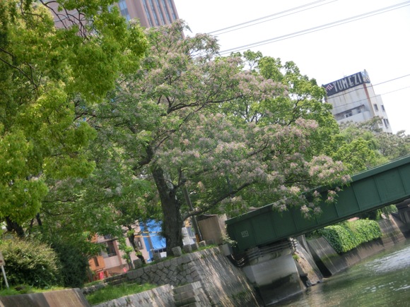 咲いています!!! 花樗!!!_d0105063_16382244.jpg
