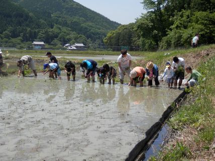 第20回日朝友好田植え開催_a0114164_21414581.jpg