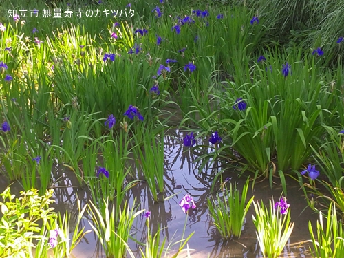 京都 八つ橋の由来はここ_c0108065_1035769.jpg
