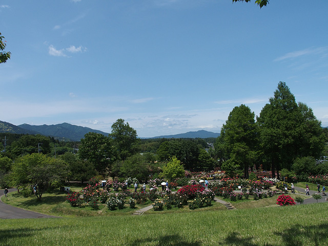 茨城県フラワーパーク バラまつり （2016/5/21）_b0006870_65854.jpg