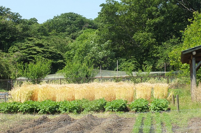 ■　田んぼの春と麦の秋　　　16.5.22_e0339873_201455.jpg