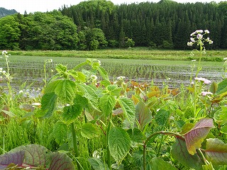 田植終える_d0122374_2336209.jpg