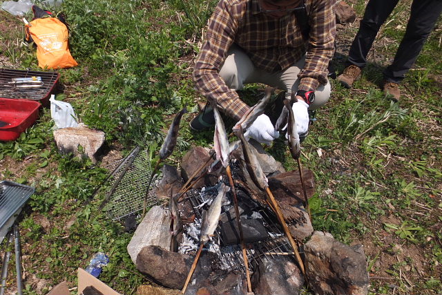 万波高原で山菜採りとBBQ_c0022275_20384527.jpg