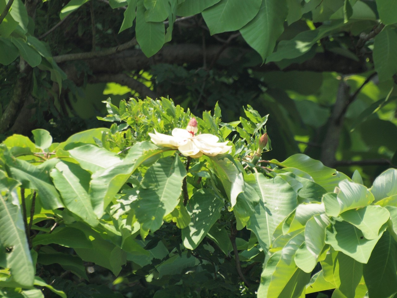 『朴の花と駒繋の花と長良川鉄道・・・』_d0054276_20181767.jpg