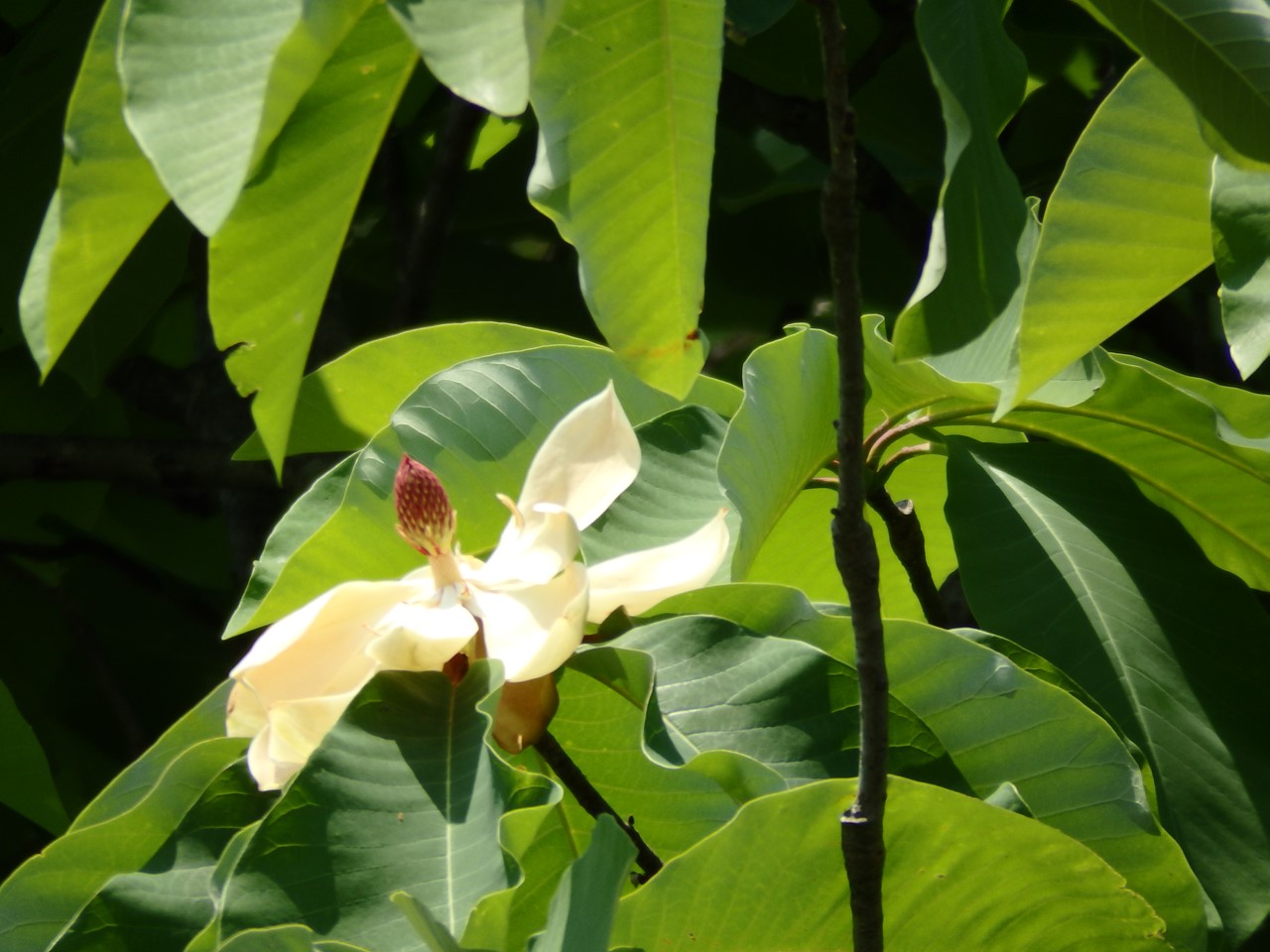 『朴の花と駒繋の花と長良川鉄道・・・』_d0054276_2018549.jpg