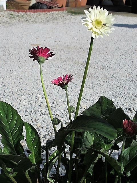 b0182884_23371992.jpg