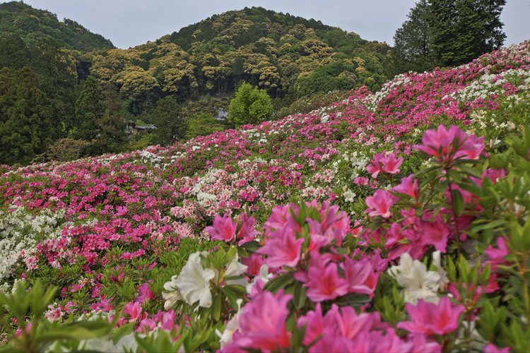 三室戸寺_e0051888_23573973.jpg