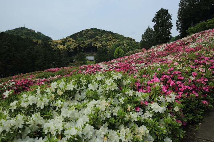 三室戸寺_e0051888_23574688.jpg