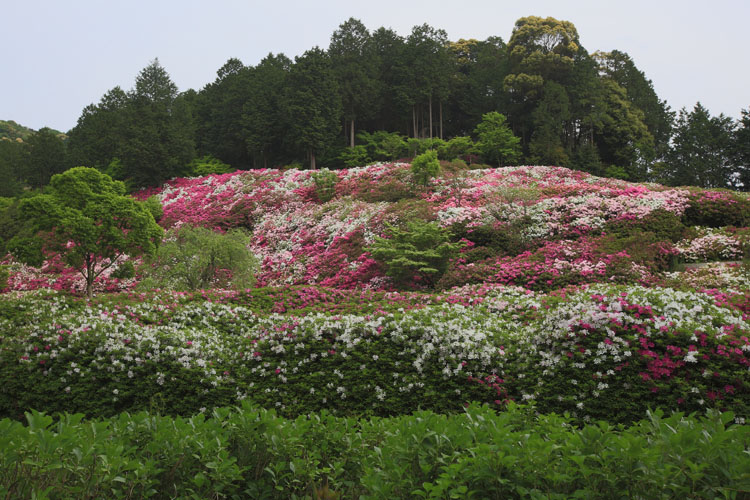 三室戸寺_e0051888_2357787.jpg