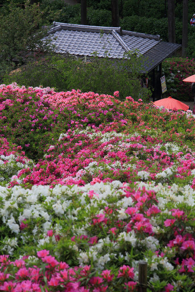 三室戸寺_e0051888_23592233.jpg