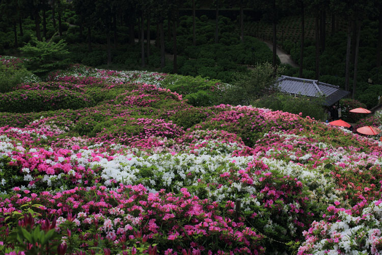 三室戸寺_e0051888_23593195.jpg