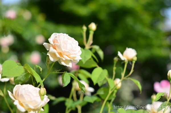 あぺりらと薔薇、そして薔薇満開の庭②　　My Sweet Apelila & My Roses are in Full Bloom 2_d0025294_15474225.jpg