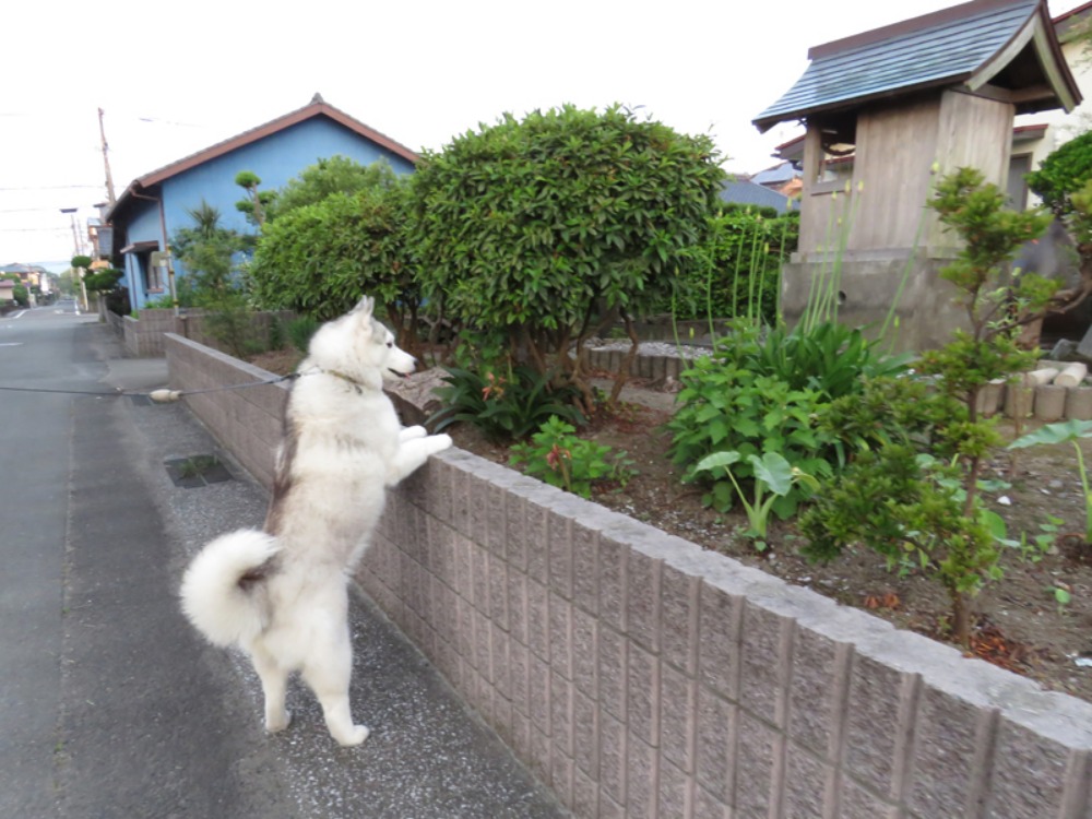美しい朝のお散歩は得した気分ね (*^_^*)_c0049299_22455545.jpg