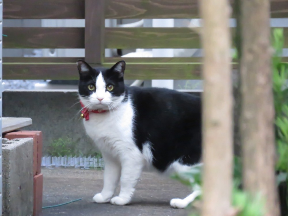 美しい朝のお散歩は得した気分ね (*^_^*)_c0049299_22465188.jpg
